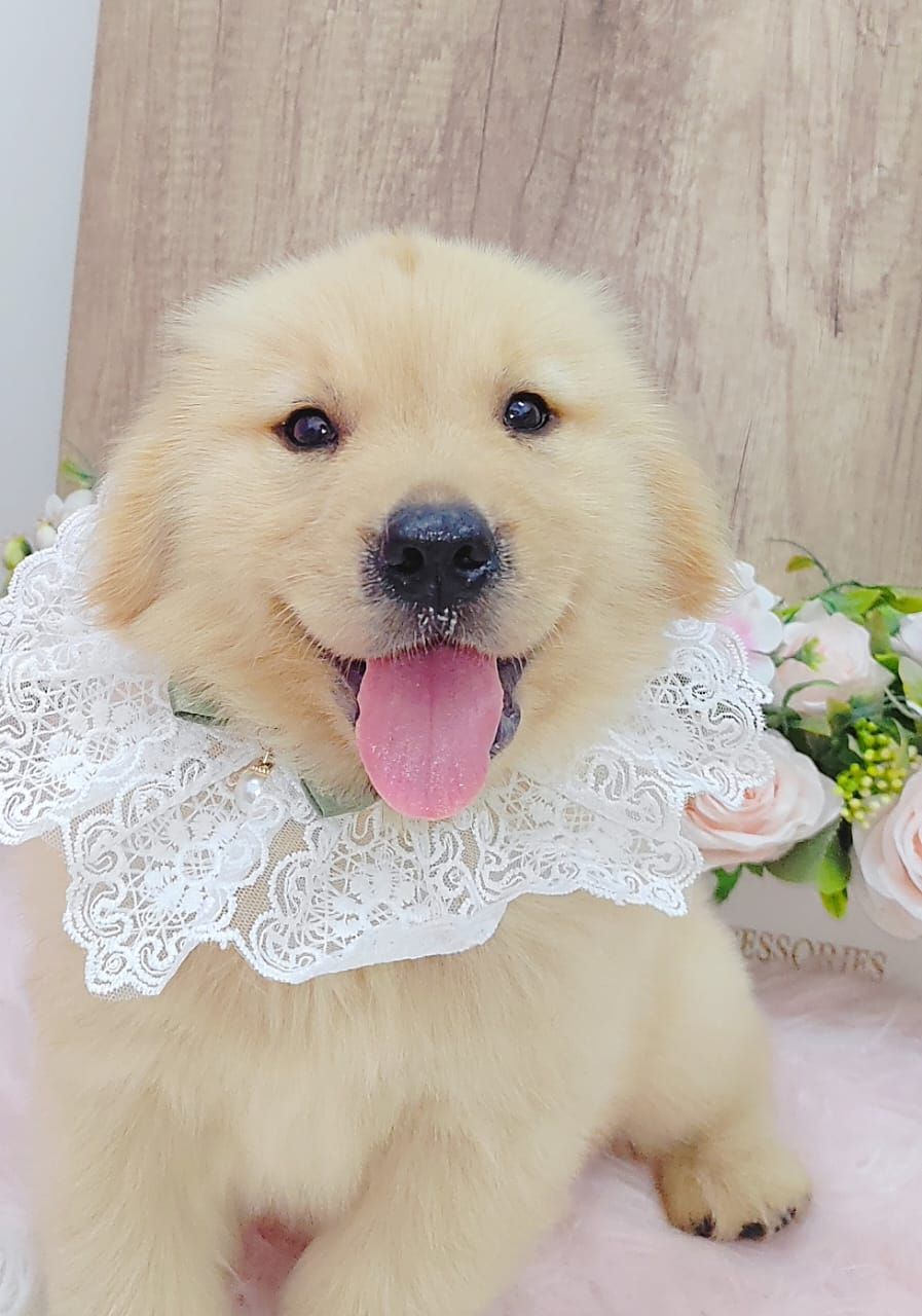 Golden Retriever 黄金猎犬
