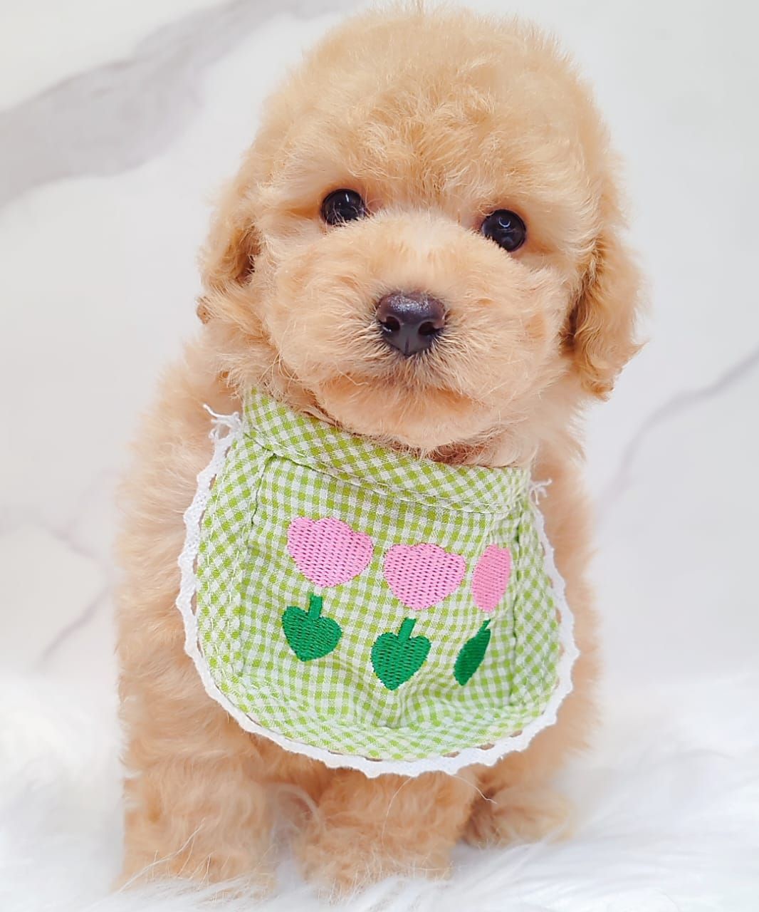 Poodle 娉拌开璐靛