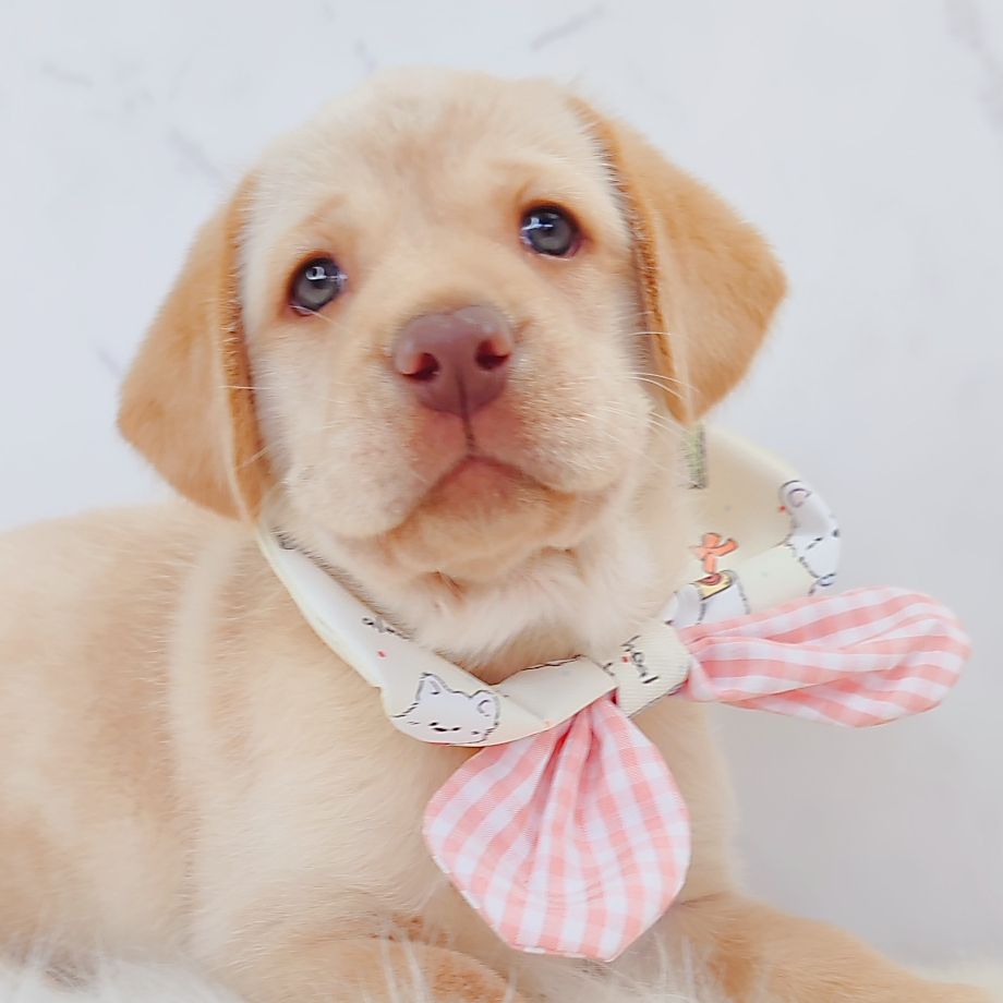 Labrador Retriever 拉布拉多