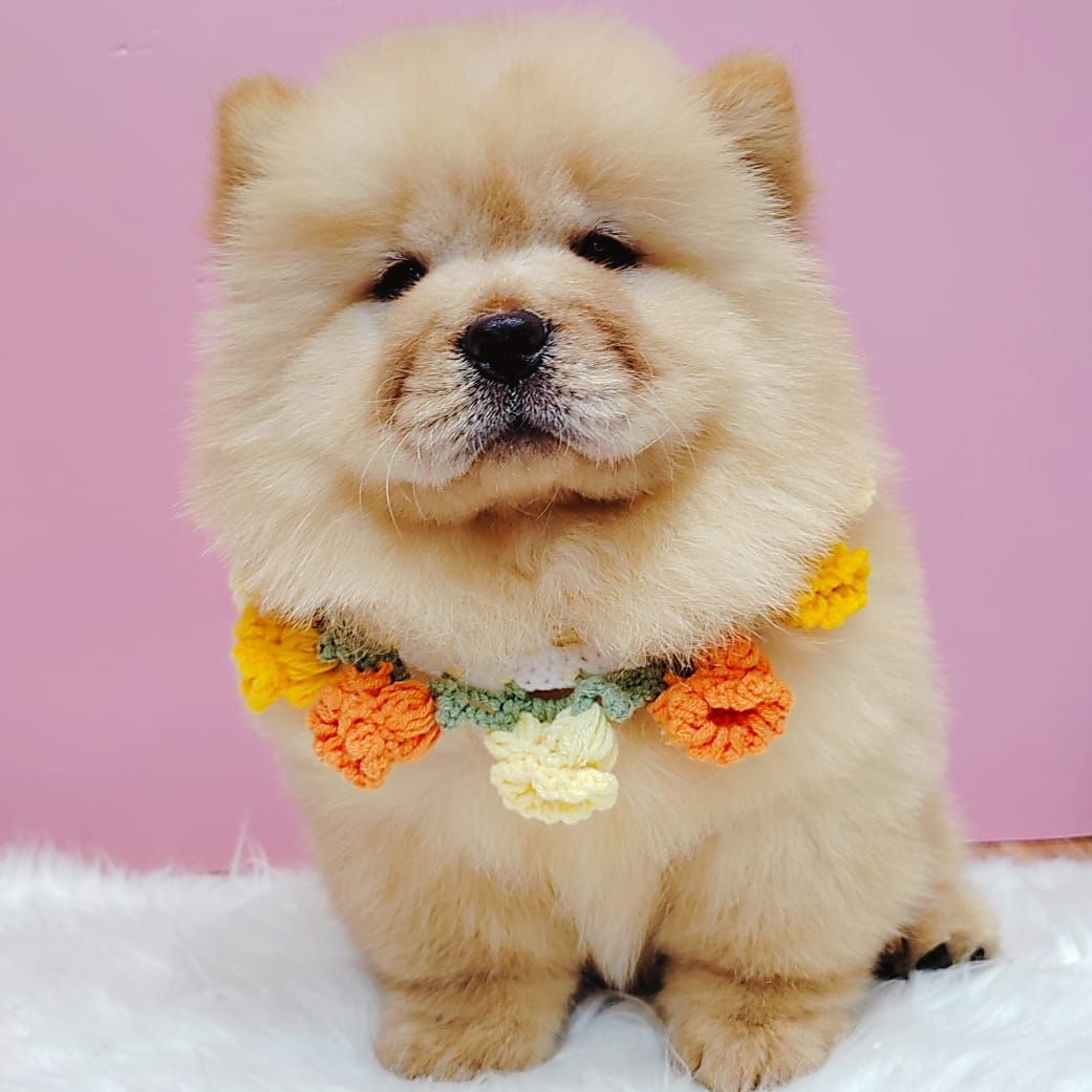 Chow Chow 松狮犬