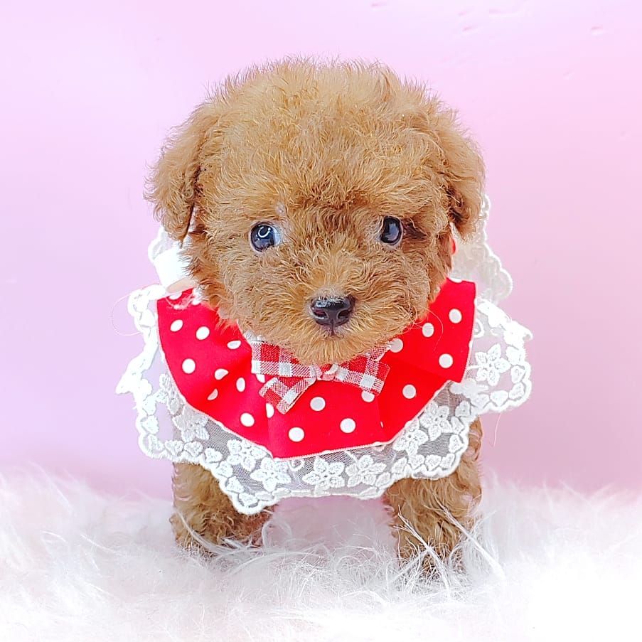 Poodle 娉拌开璐靛