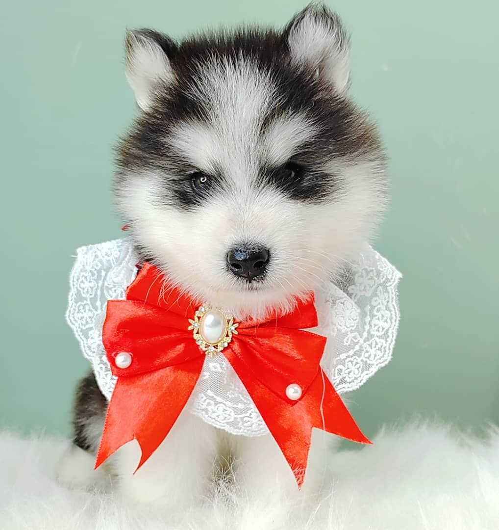 Wooly Husky 哈士奇