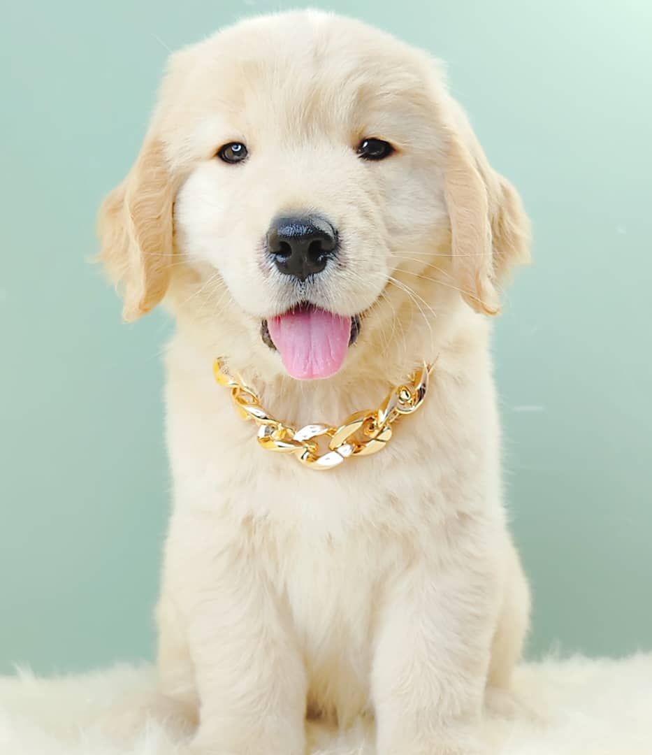 Golden Retriever 黄金猎犬