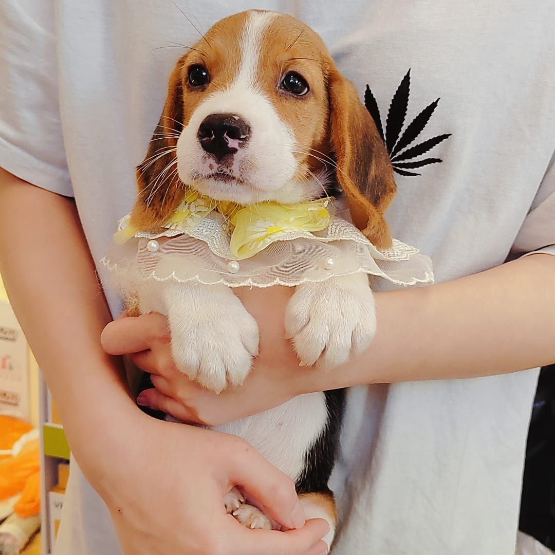 Beagle 米格鲁