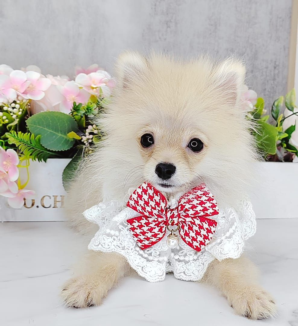Pomeranian 博美