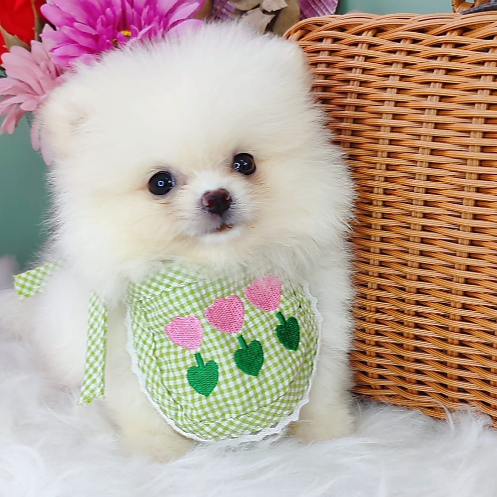 Pomeranian 博美