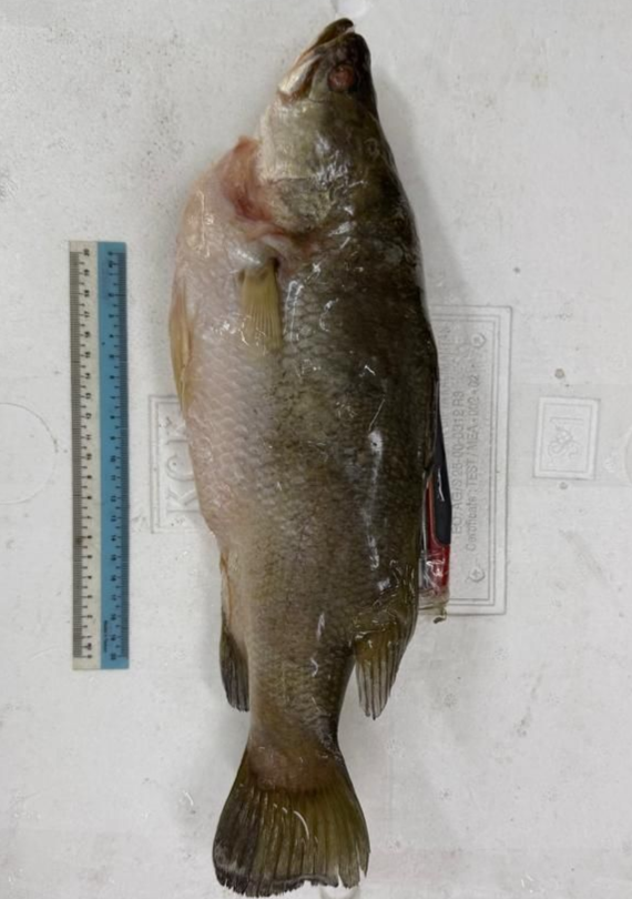 Ikan Siakap