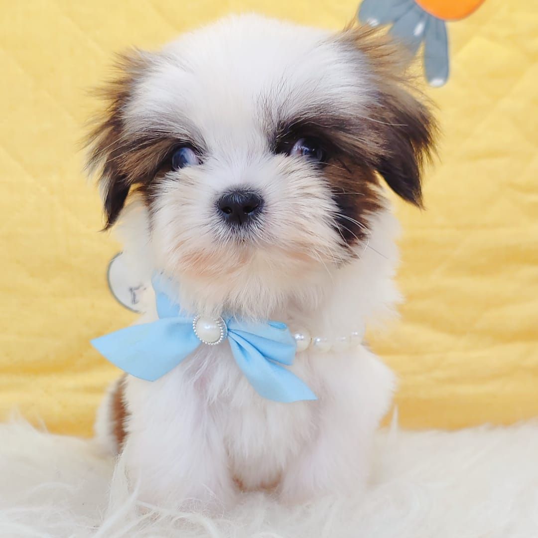 Shih Tzu 西施