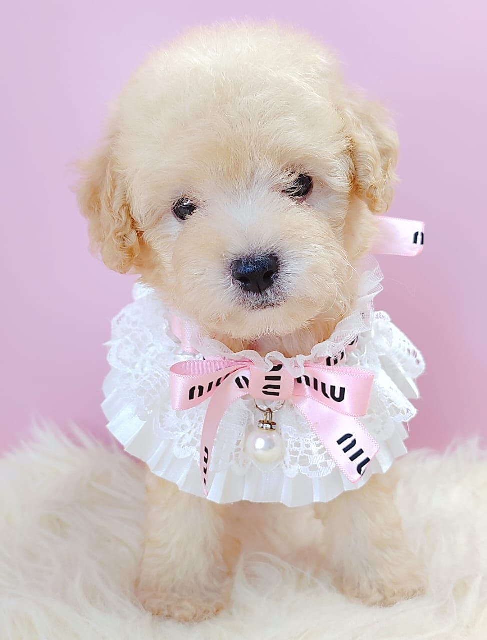 Poodle 娉拌开璐靛