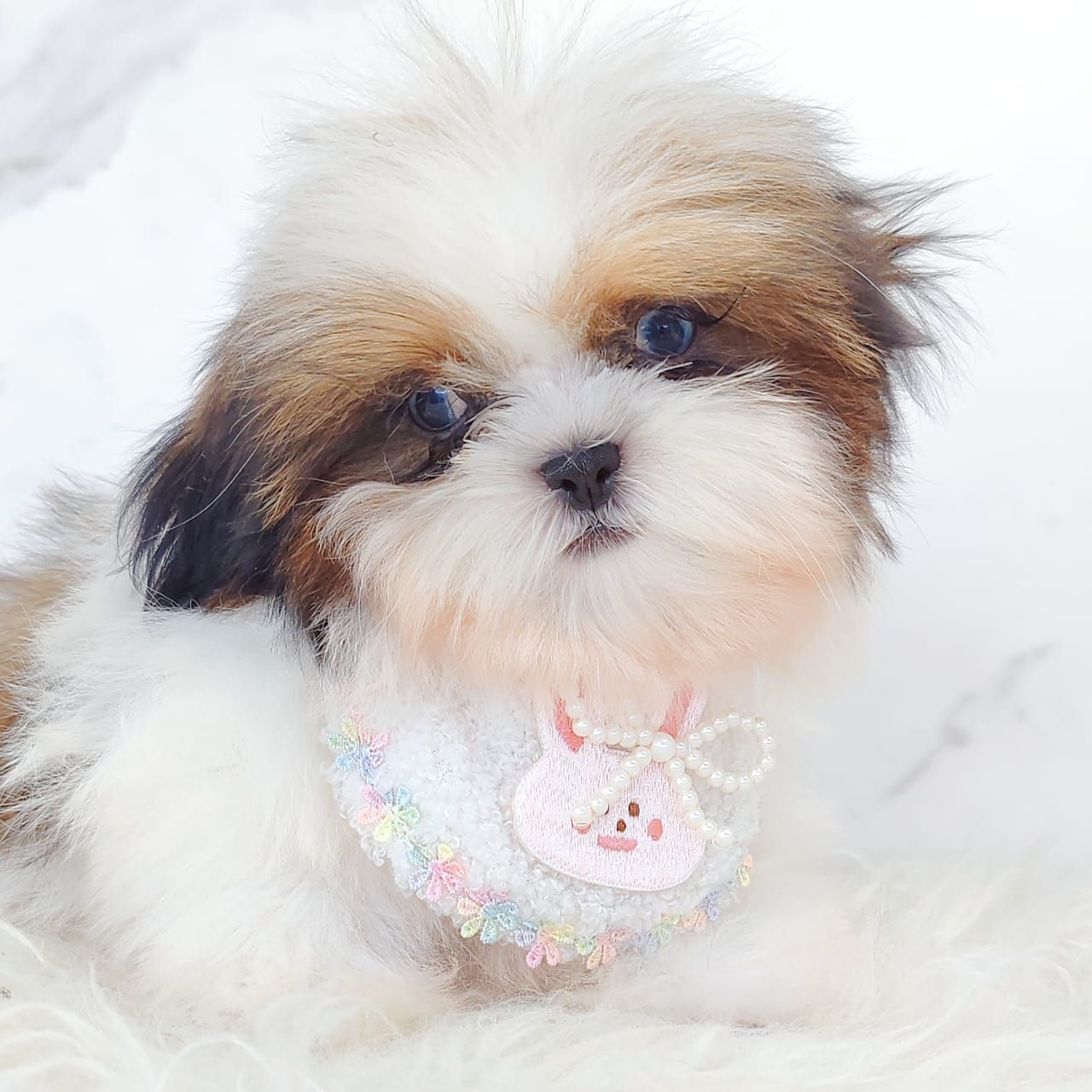 Shih Tzu 西施