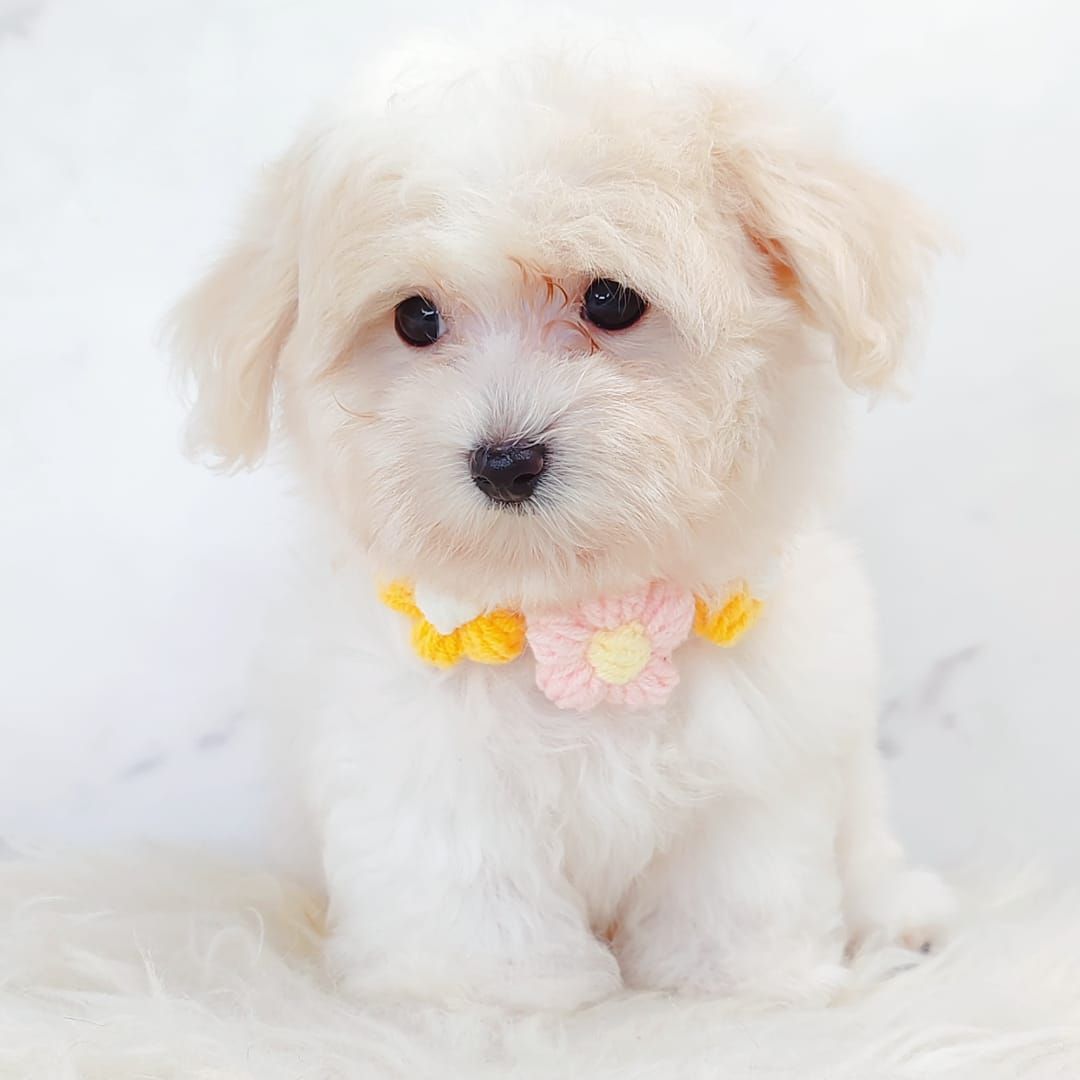 Maltipoo 马尔泰迪
