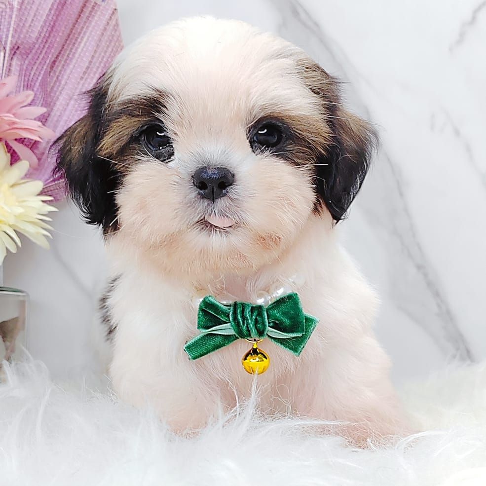 Shih Tzu 西施