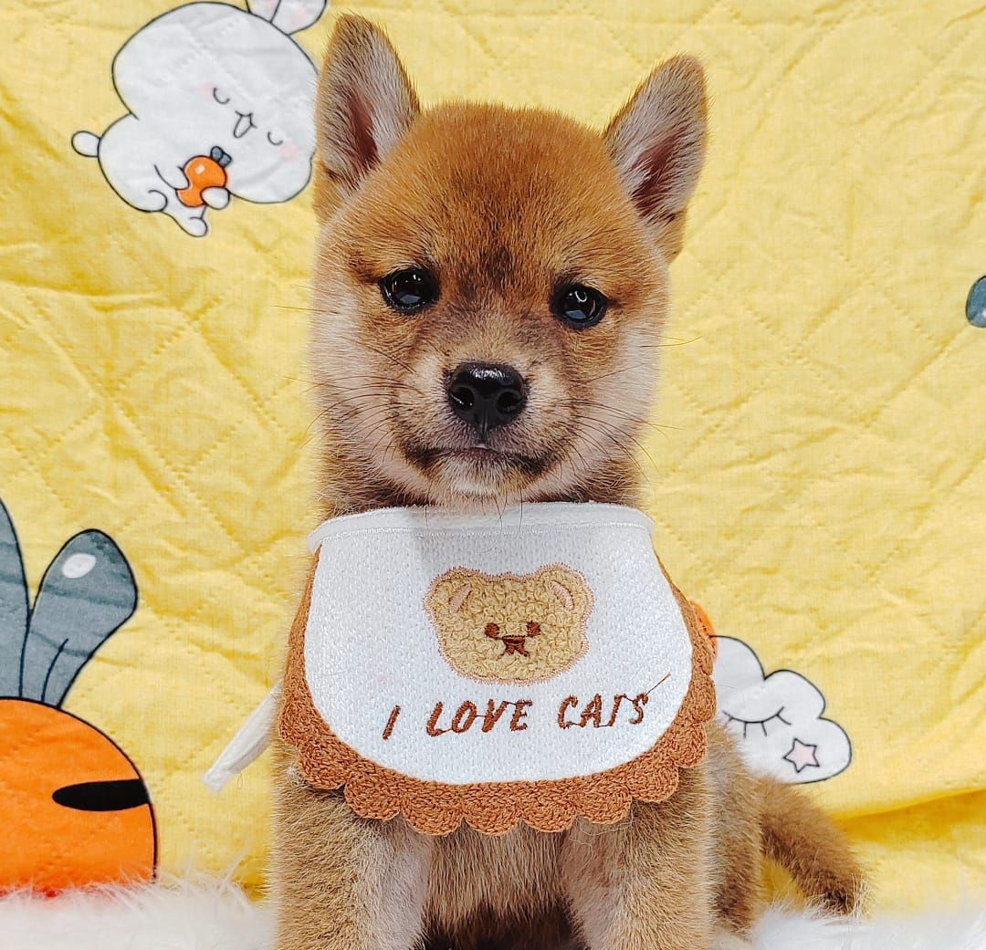 Shiba Inu 柴犬
