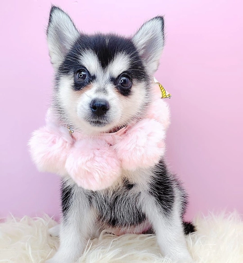  Pomsky 博士奇 - FURGATHER DESTINY PET HOUSE