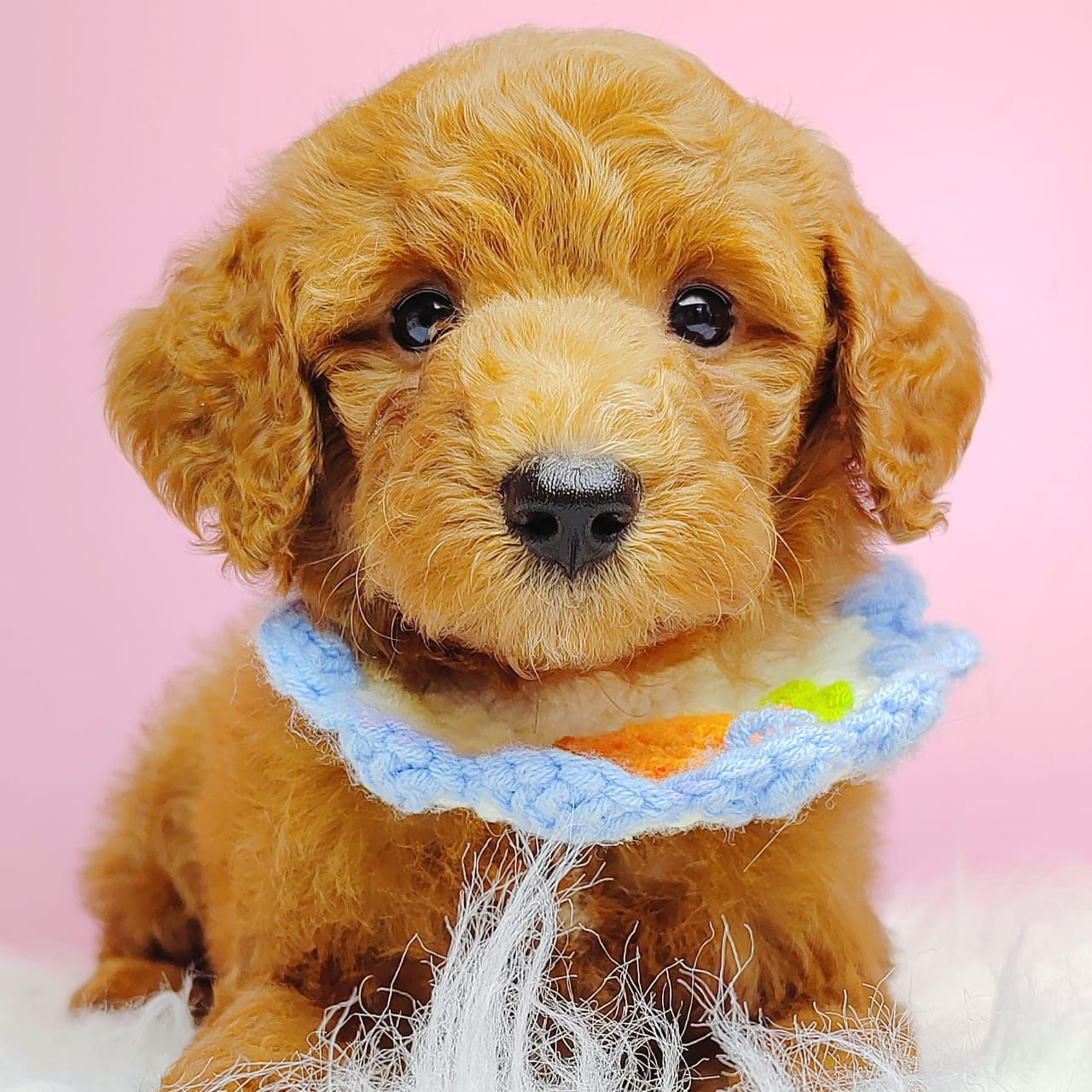 Poodle 娉拌开璐靛