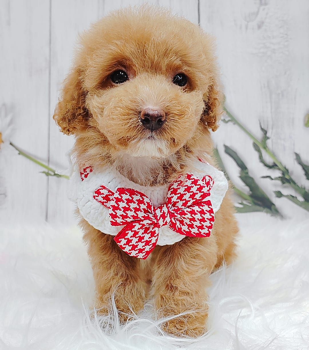 Poodle 璐靛娉拌开