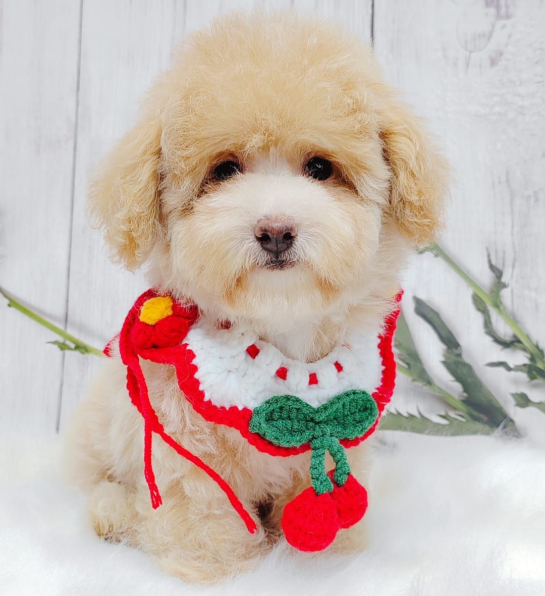 Maltipoo 马尔泰迪