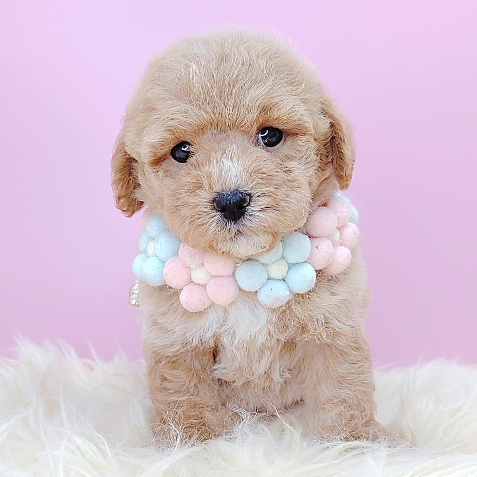 Poodle 娉拌开璐靛