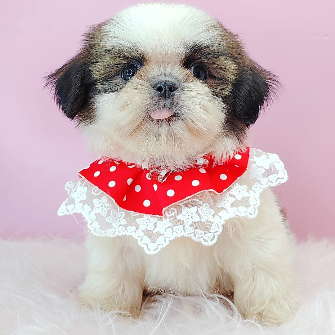 Shih Tzu 西施