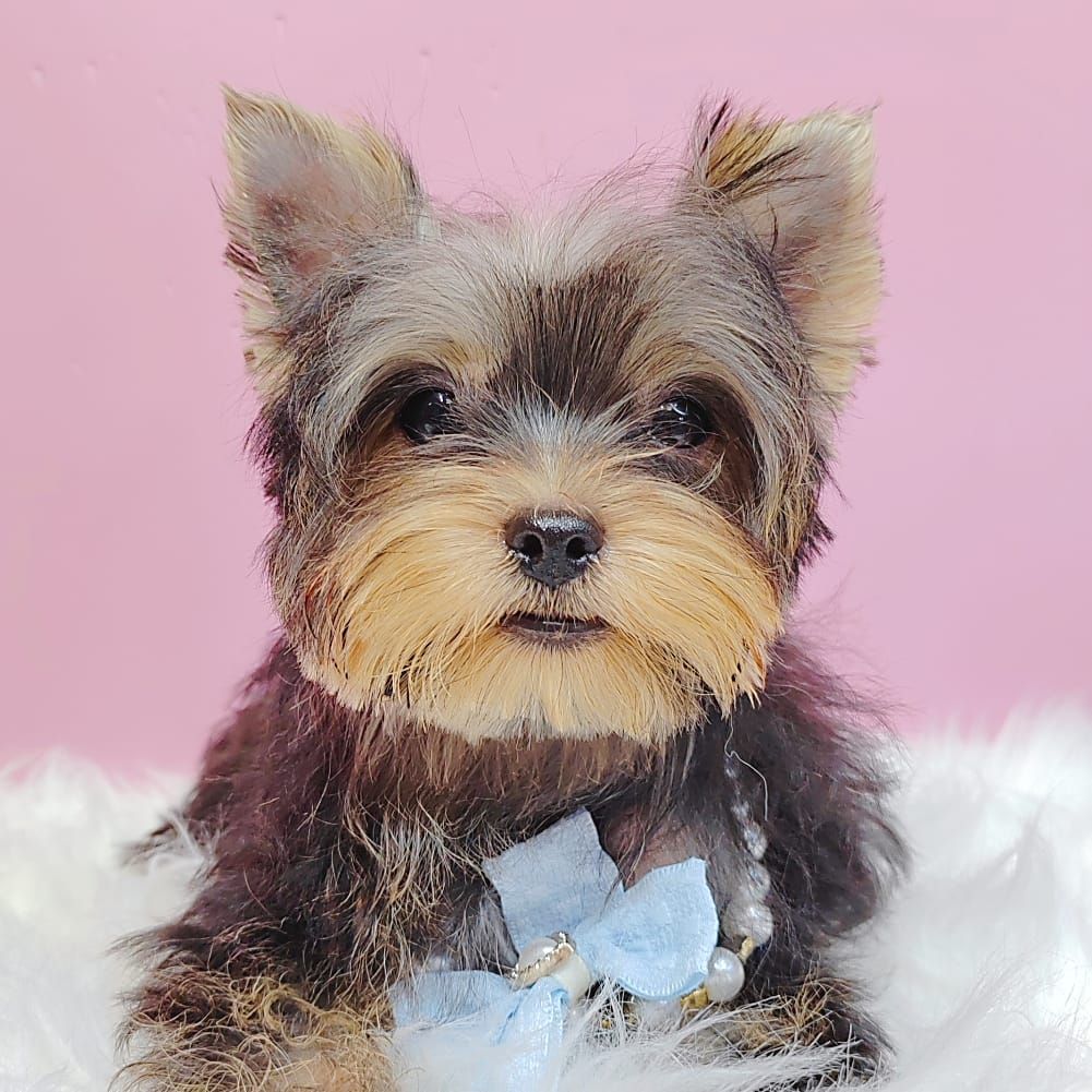 Yorkshire Terrier 约克夏