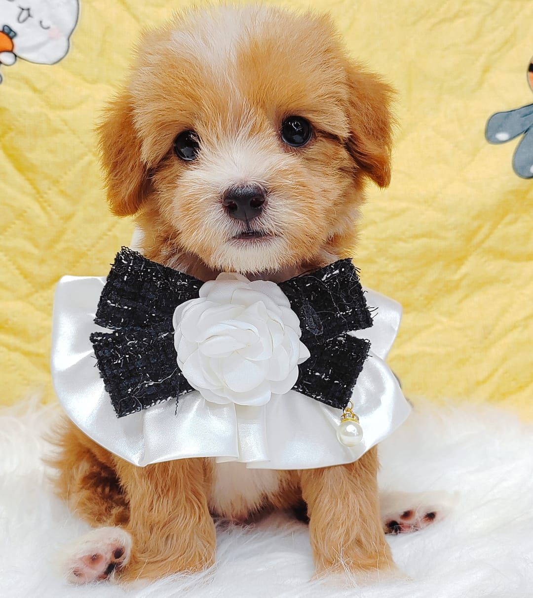Maltipoo 马尔泰迪