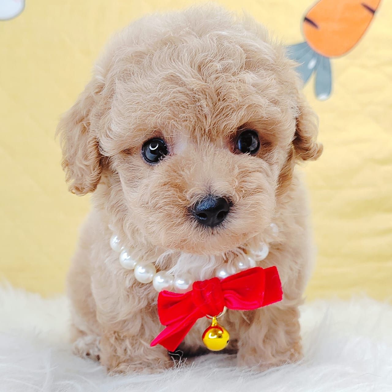Poodle 娉拌开璐靛