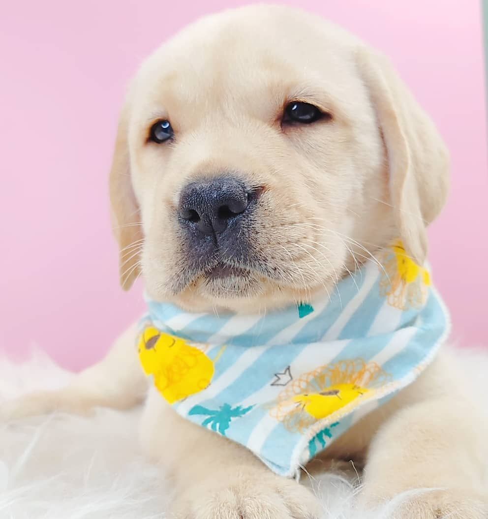 Labrador Retriever 拉布拉多