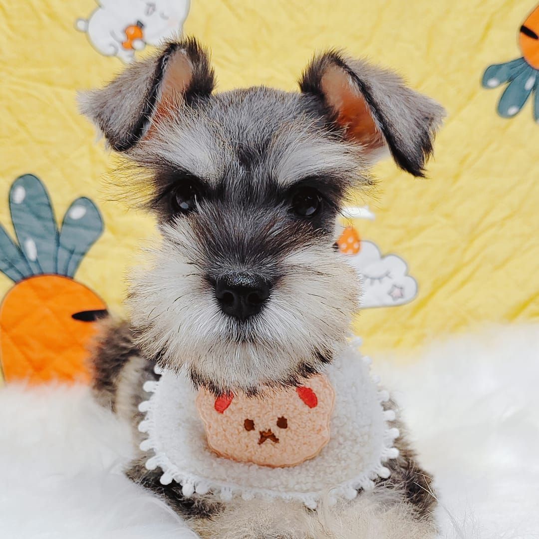Schnauzer 雪纳瑞