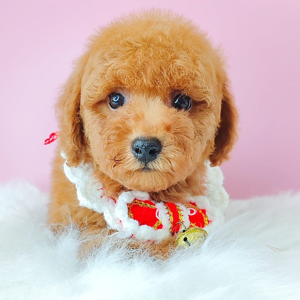 Poodle 娉拌开璐靛