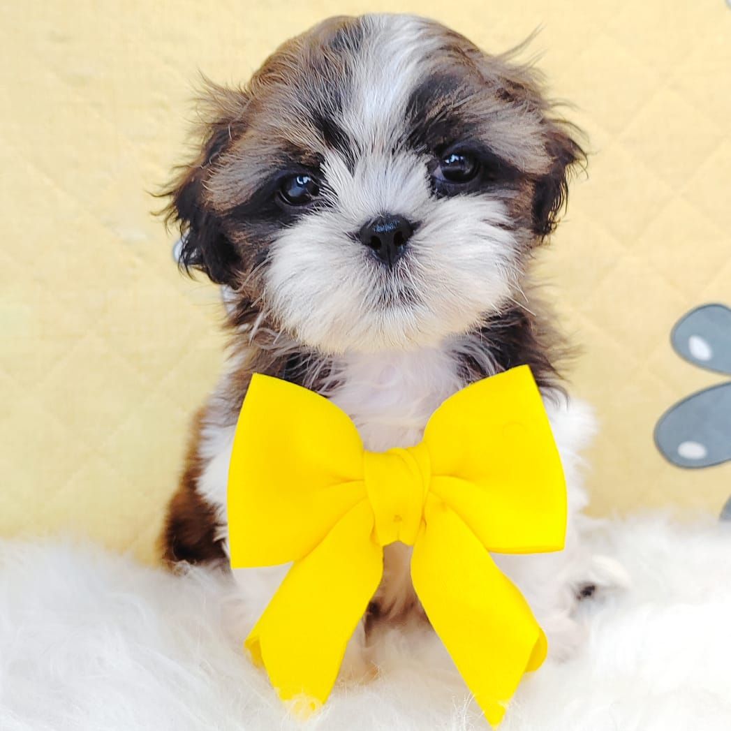 Shih Tzu 西施