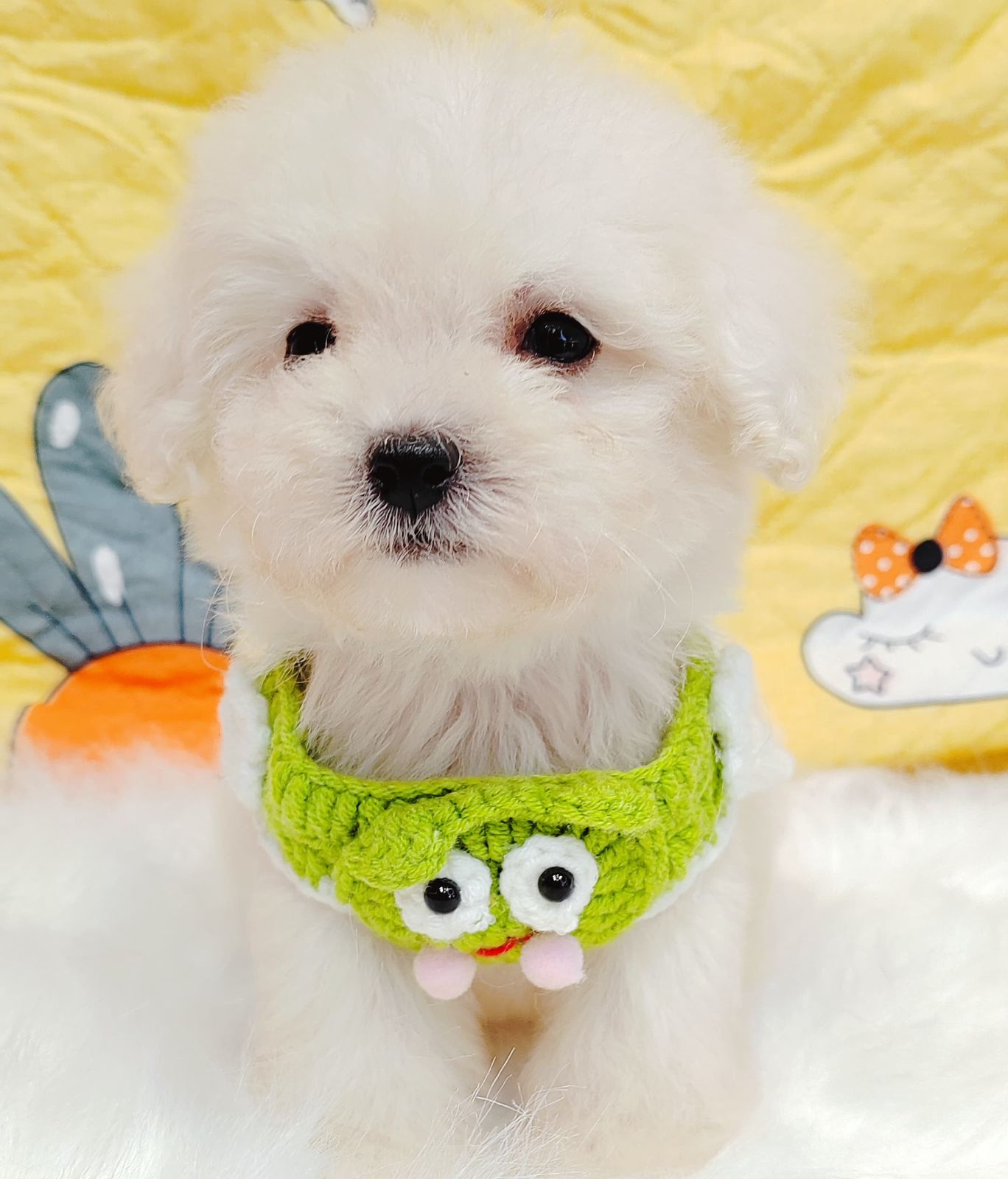 Maltipoo 马尔泰迪
