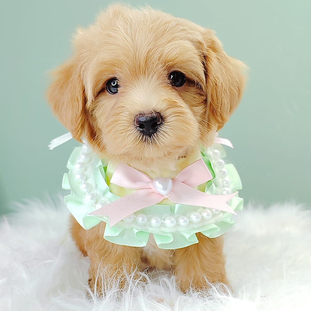 Maltipoo 马尔泰迪