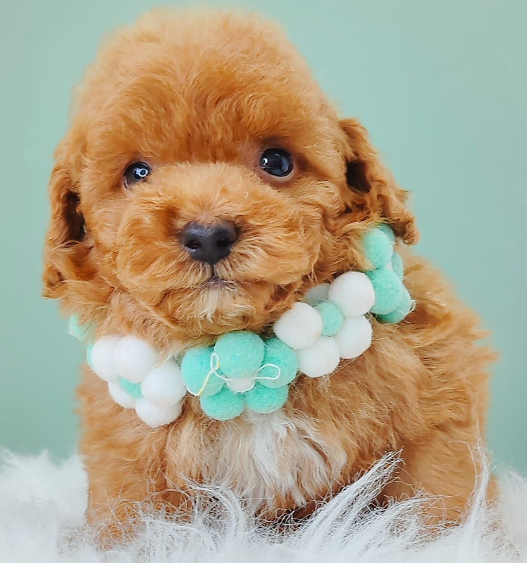 Poodle 娉拌开璐靛