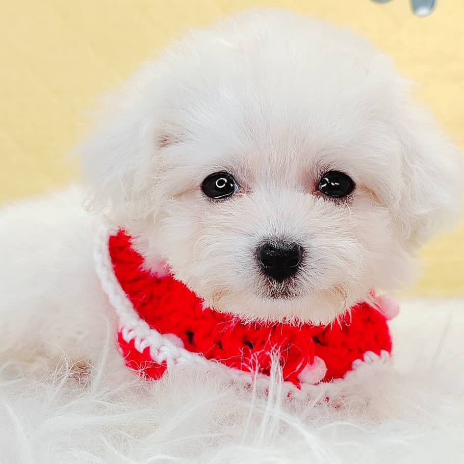 Maltipoo 马尔泰迪