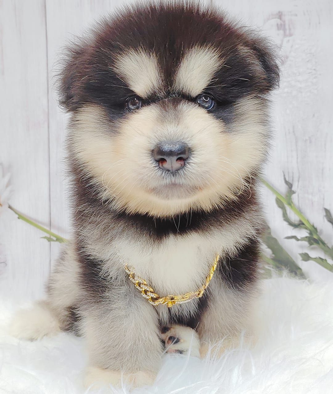 Alaskan Malamute 长毛哈士奇加阿拉斯加