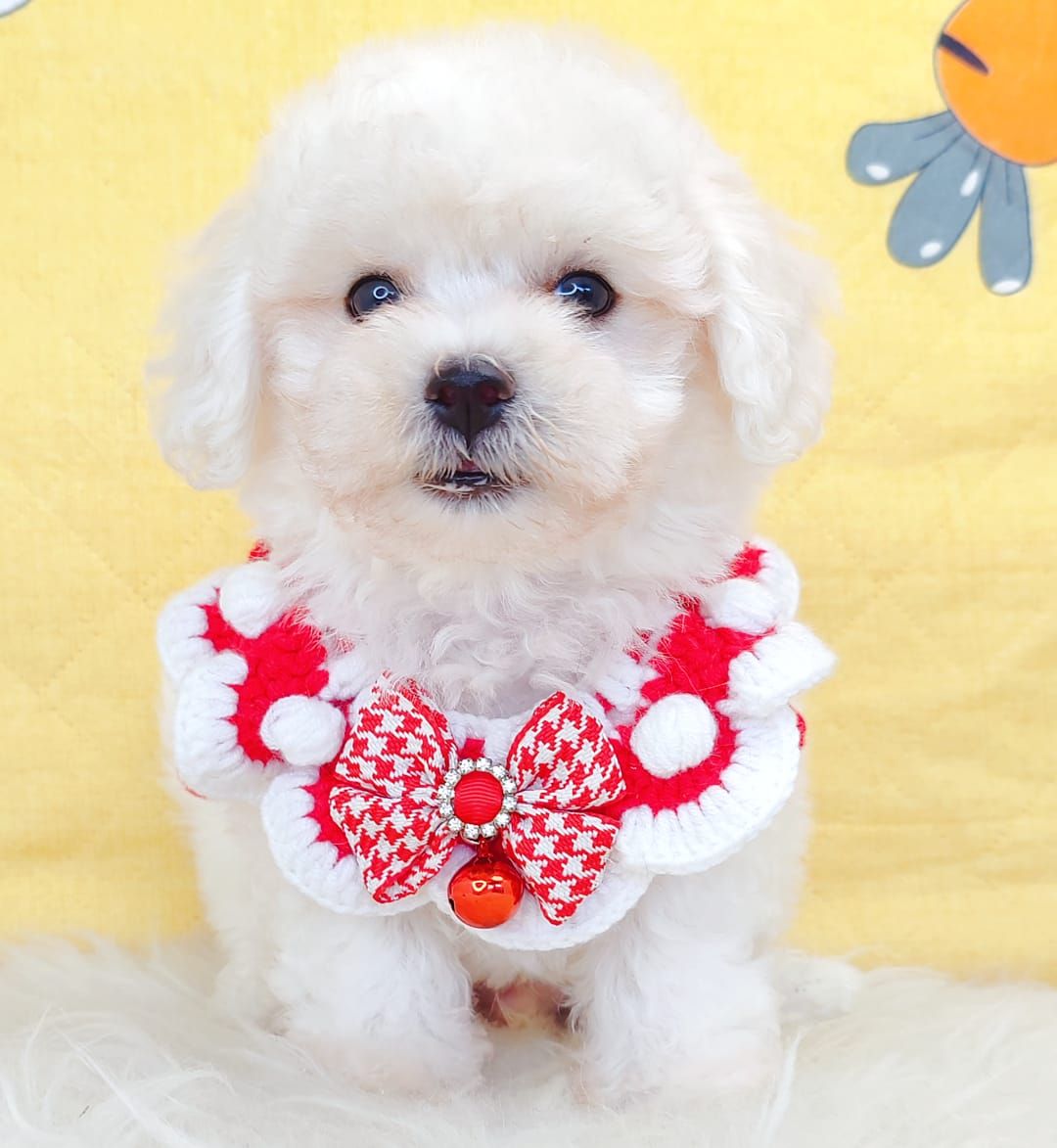 Maltipoo 马尔泰迪