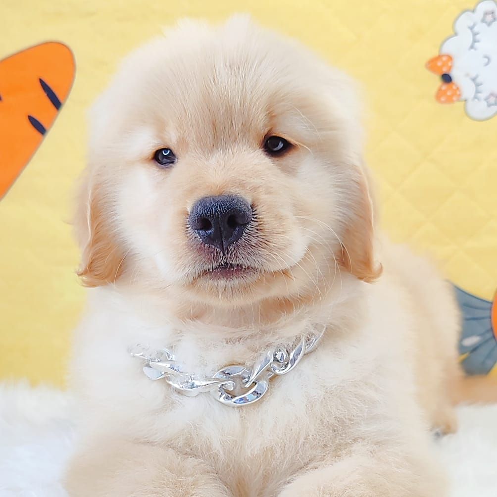 Golden Retriever 黄金猎犬