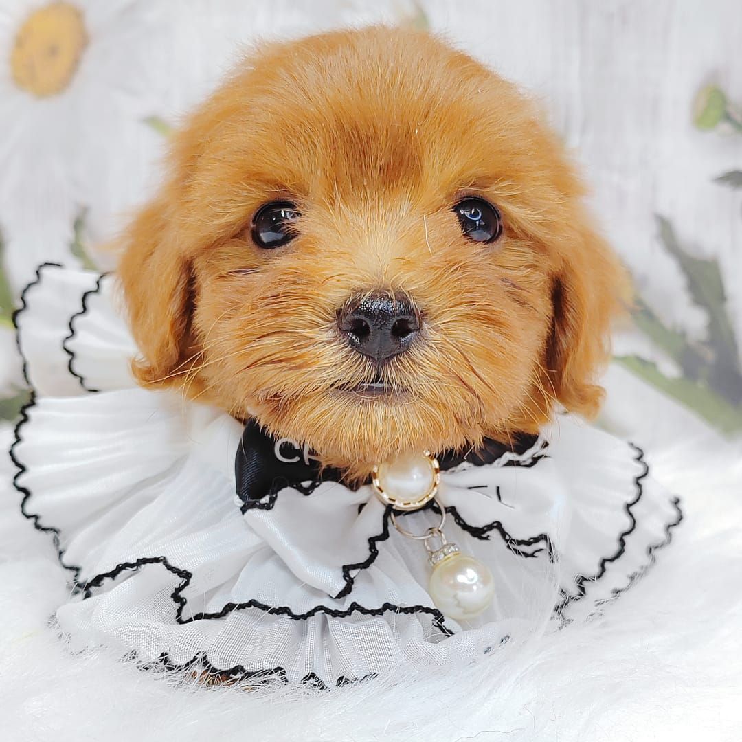Maltipoo 马尔泰迪