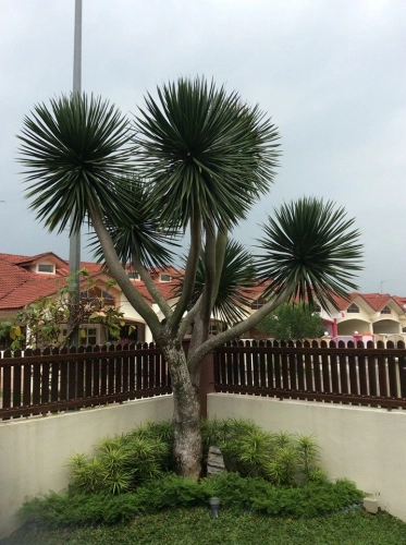 Dracaena Draco (Dragon Tree)