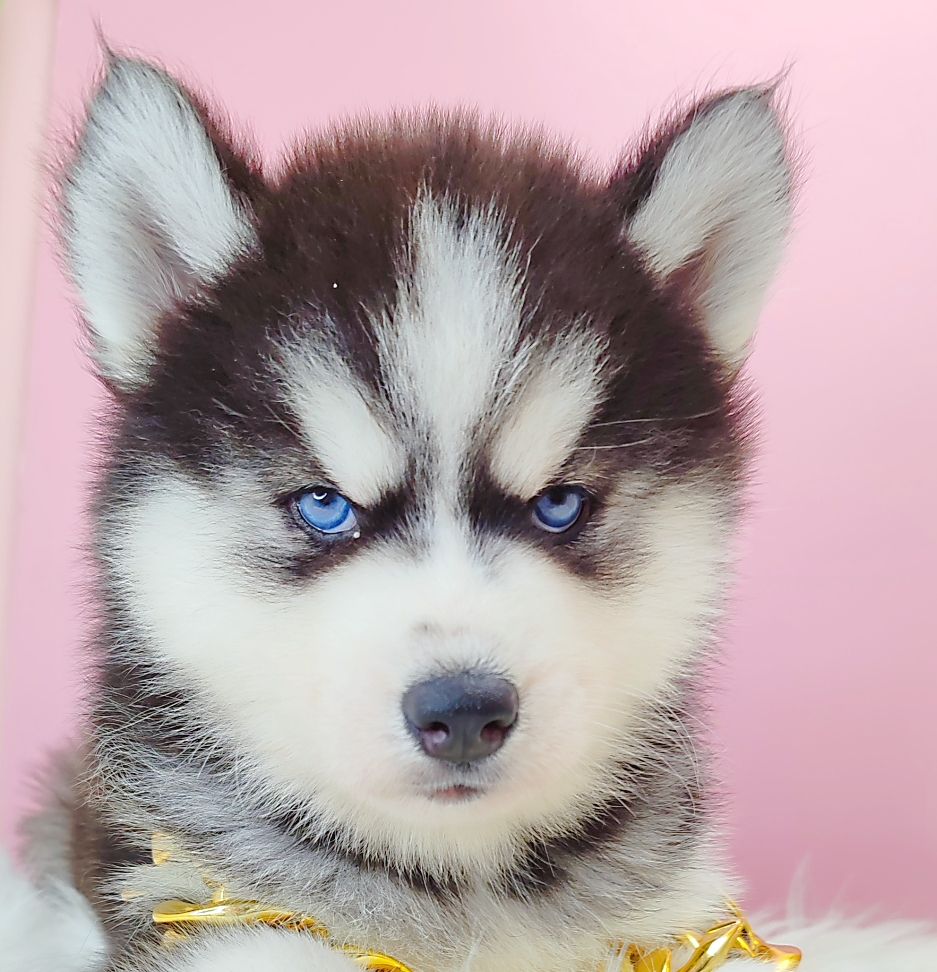 Wooly Husky 长毛哈士奇
