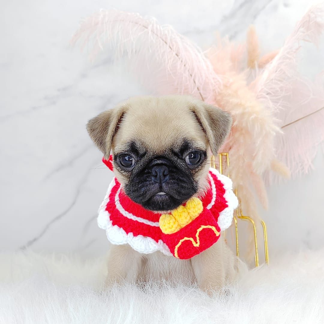 Pug 巴哥