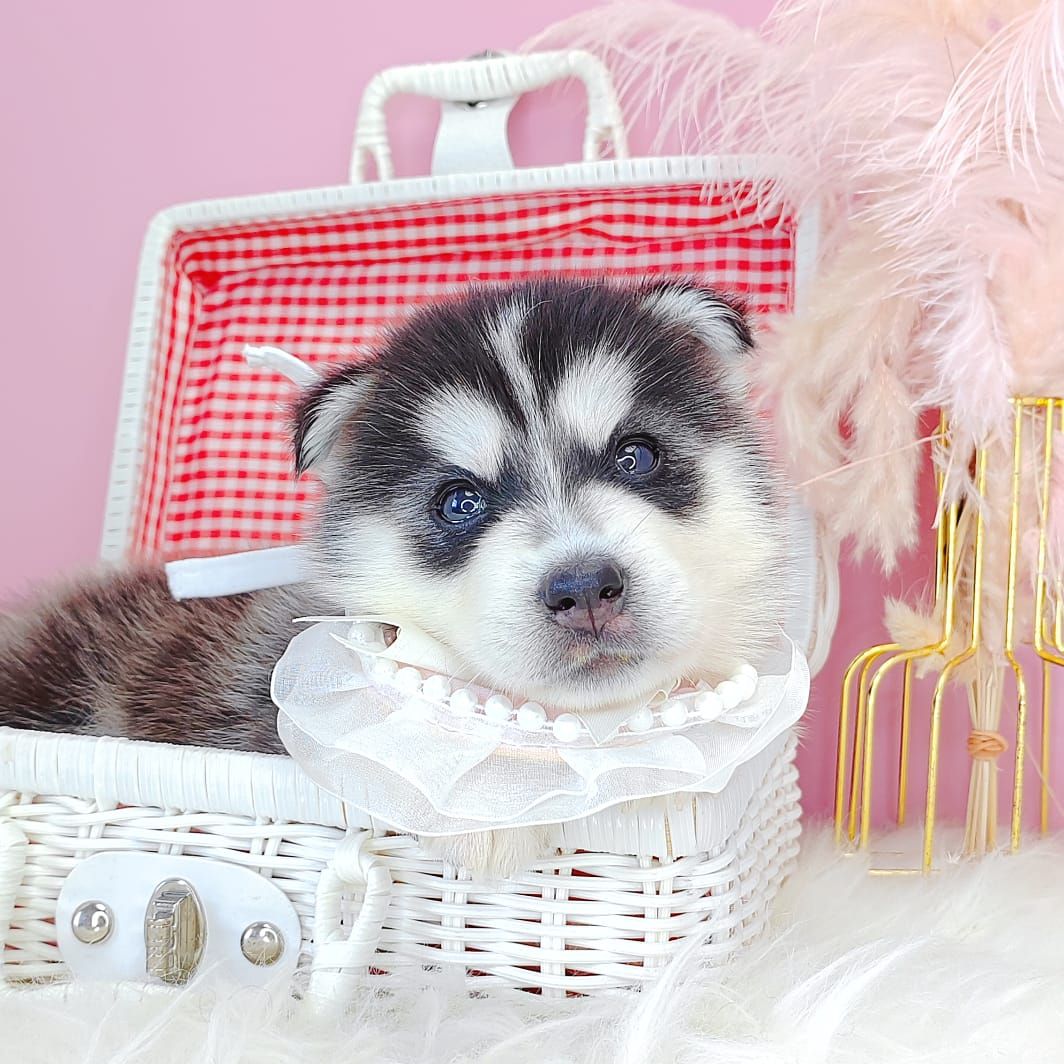 Wooly Husky 哈士奇