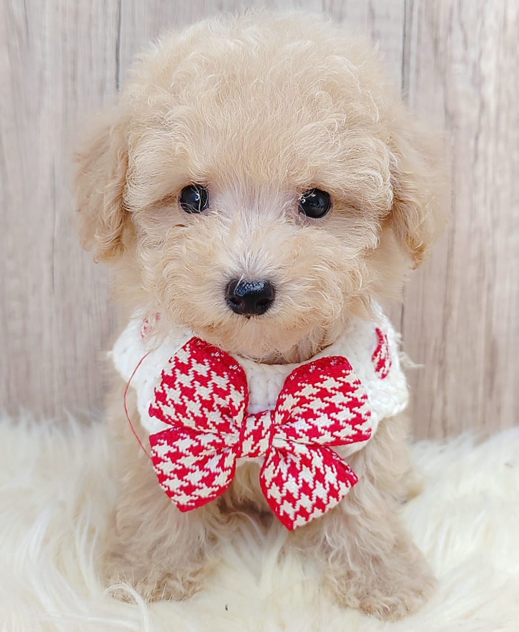 Poodle 娉拌开璐靛