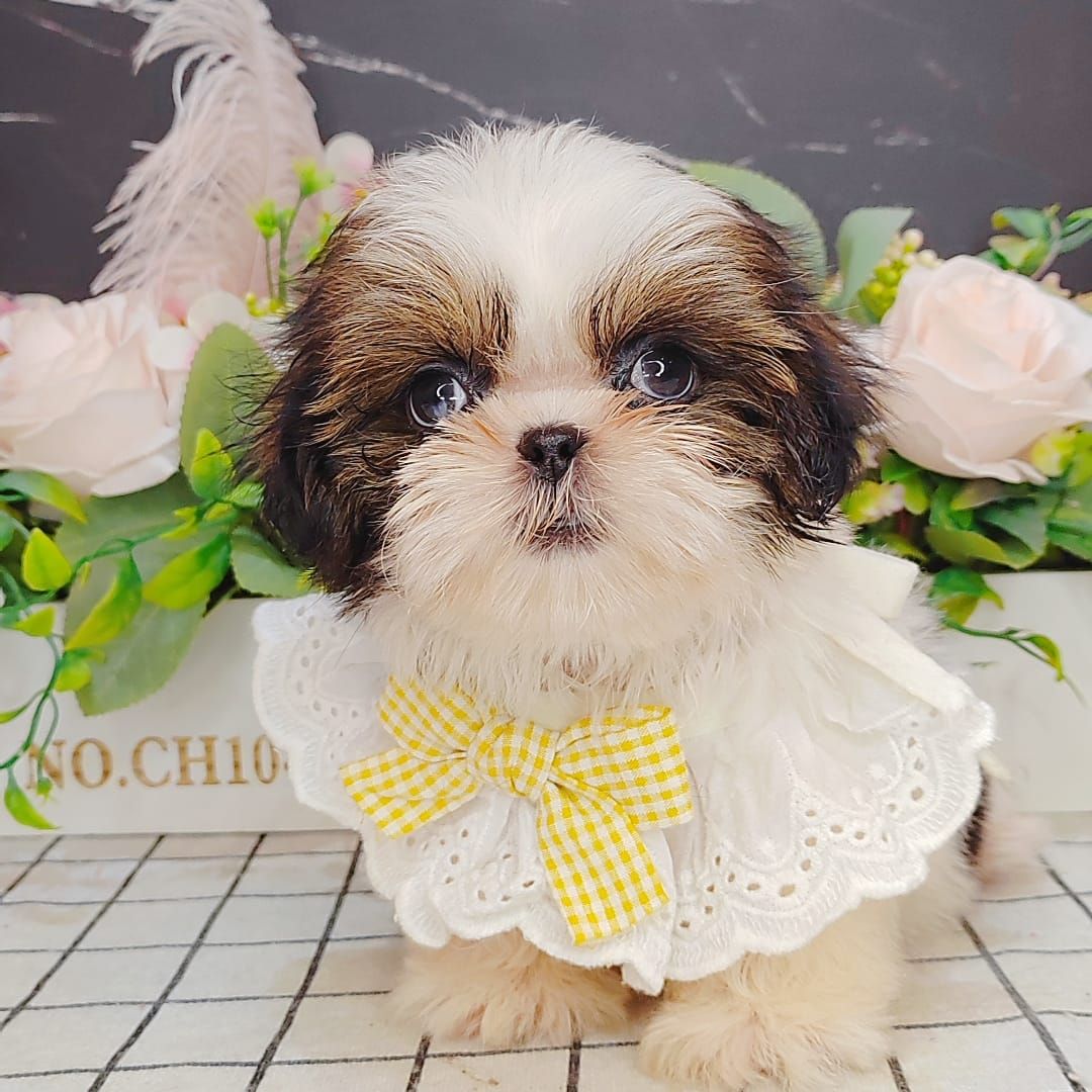 Shih Tzu 西施