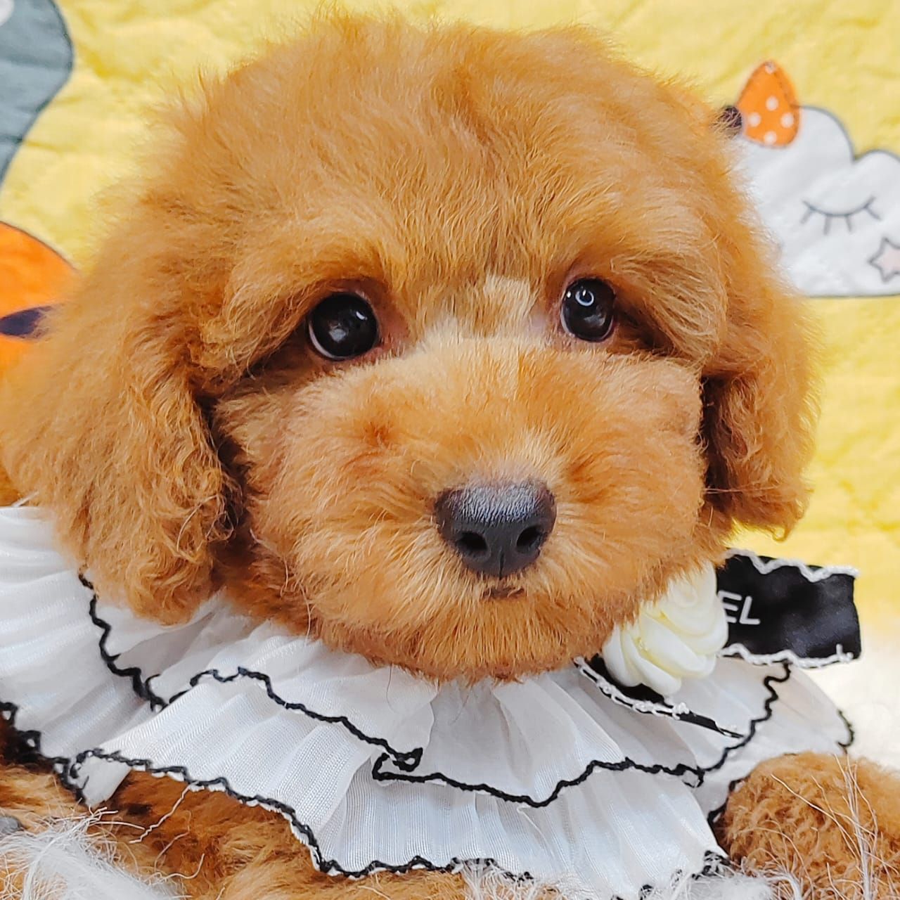 Poodle 娉拌开璐靛
