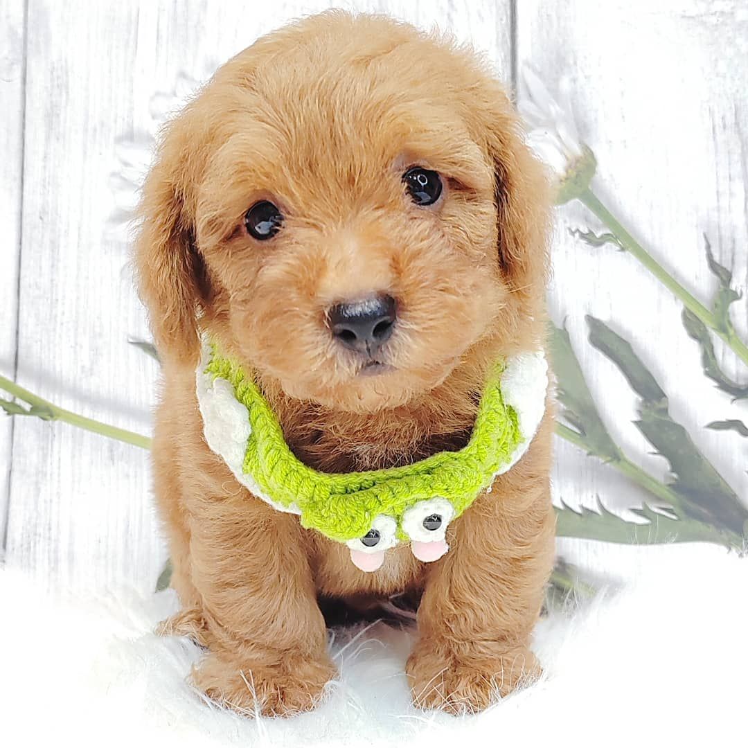 Poodle 璐靛娉拌开