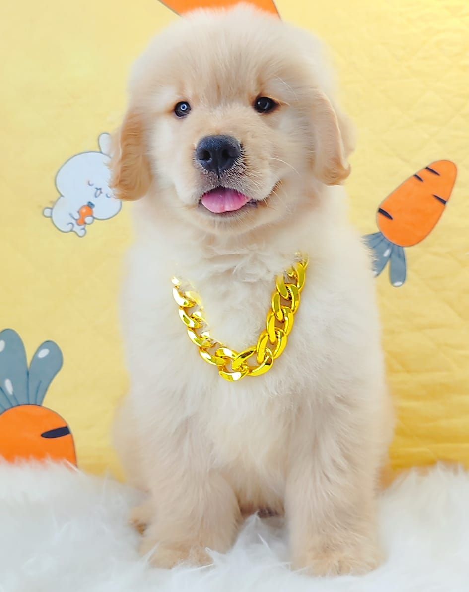 Golden Retriever 黄金猎犬
