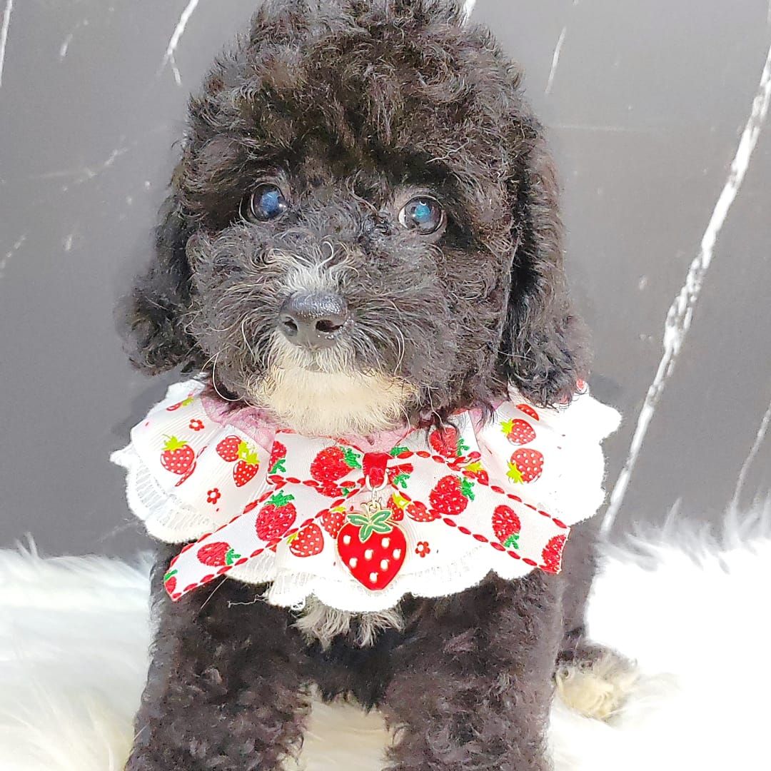 Poodle 娉拌开璐靛