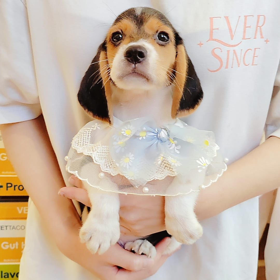Beagle 米格鲁