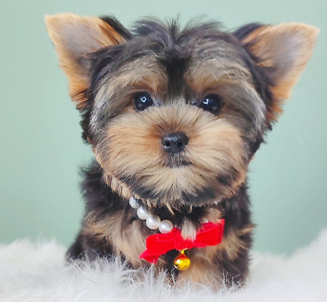 Yorkshire Terrier 约克夏
